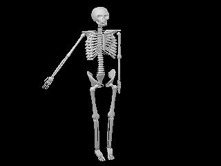 Skeleton 01.jpg